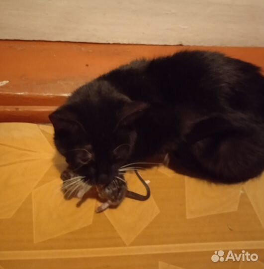 Мышеловка-Крысыловка - Котята/девочки