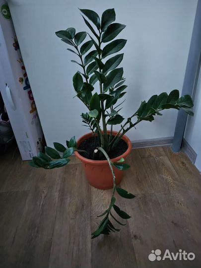 Замиокулькас