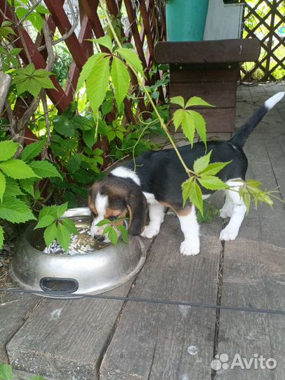 Щенки бигль