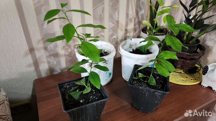 Цитрусовые комнатные растения