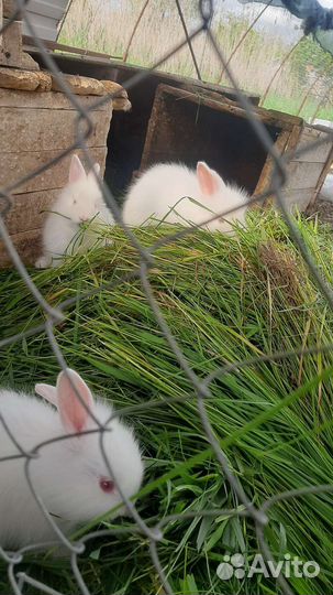 Кролики пуховые