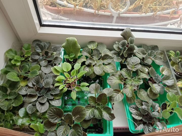 Детки сортовый фиалок