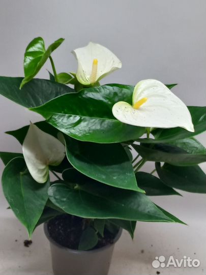 Антуриум белый