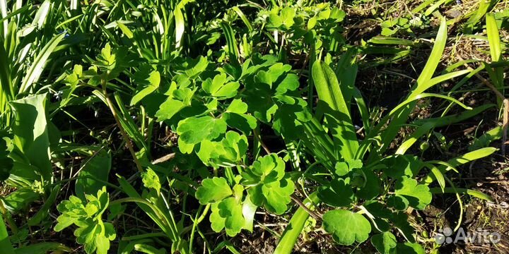 Водосбор, Аквилегия