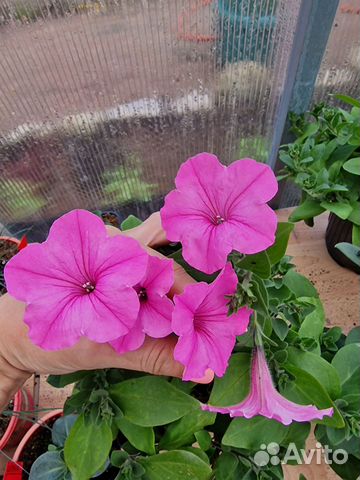 Vista bubblegum петуния купить в Санкт-Петербурге | Товары для дома и ...