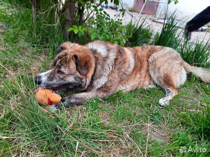 Кавказская овчарка