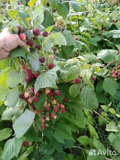 Малина ягода. Рассада