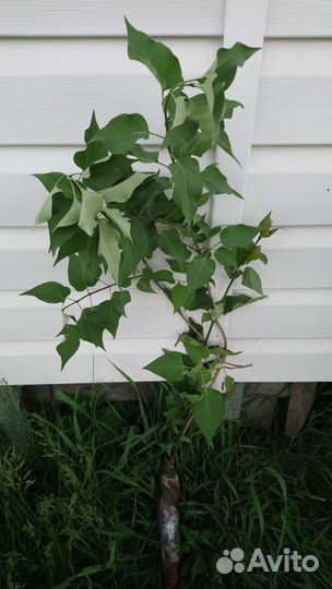 Сирень махровая