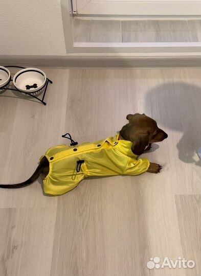 Дождевик для собак