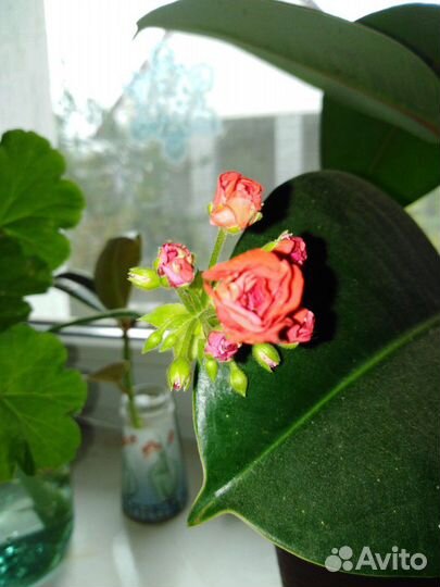 Герань цветет розочкой