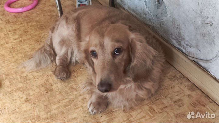 Мужчина таксы для вязки