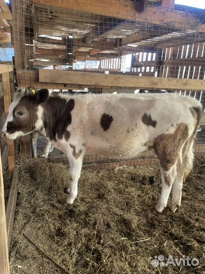 Коровы и телки