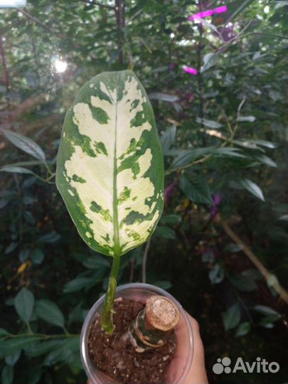 Диффенбахия разные сорта
