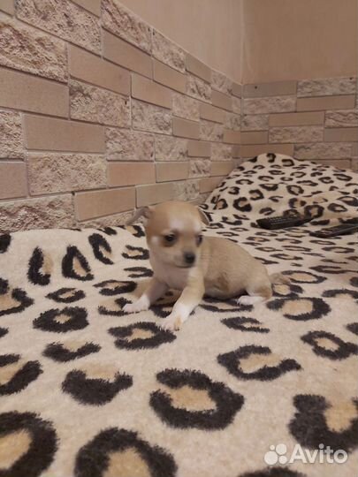 Щенки чихуахуа мини