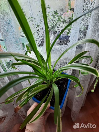 Хлорофитум