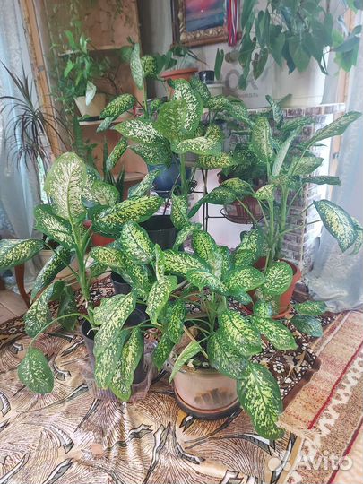 Диффенбахия