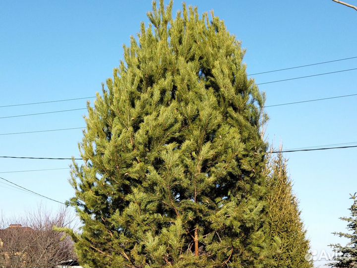 Сосна 7-8 метров с посадкой