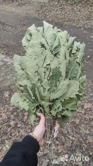 Дубовые Веники Этого Года