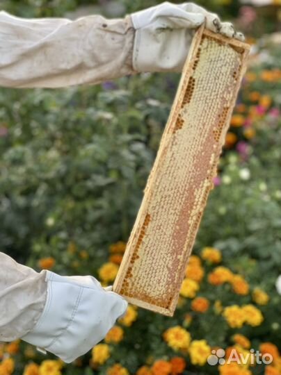 Сотовый мед / Мёд в сотах / Мед в рамке