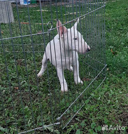 Парни бульки