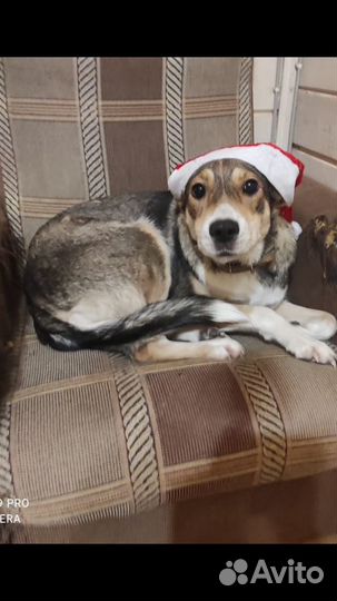 Собака в дар в добрые руки