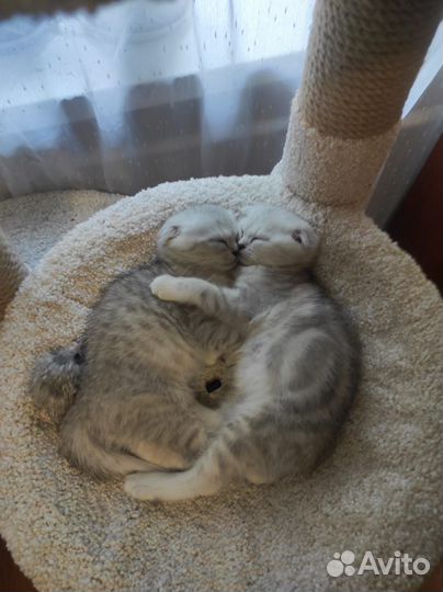 Котята