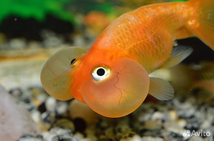 Золотая рыбка Водяные глазки (Bubble Eye Goldfish