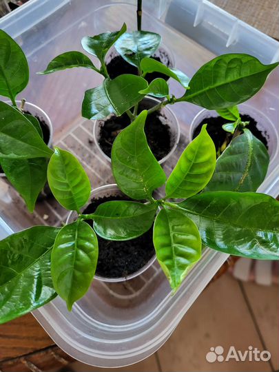 Табернемонтана