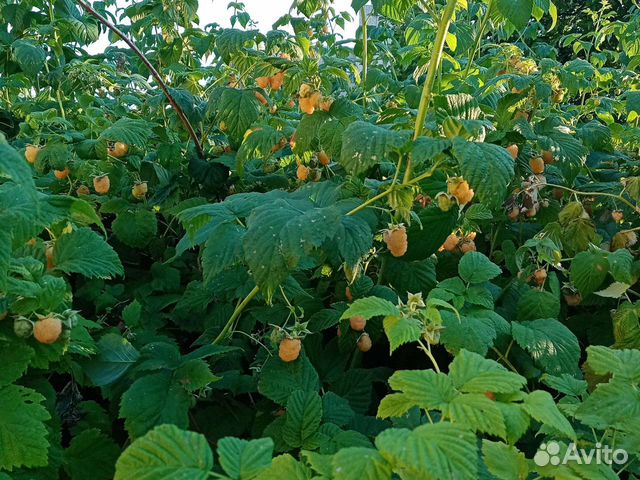 Саженцы желтой и красной малины