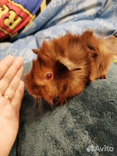 Морская свинка