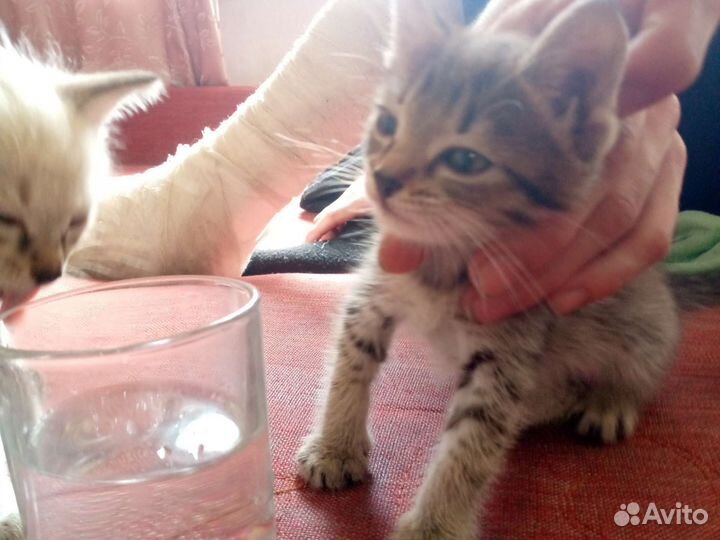 Сибирская кошка