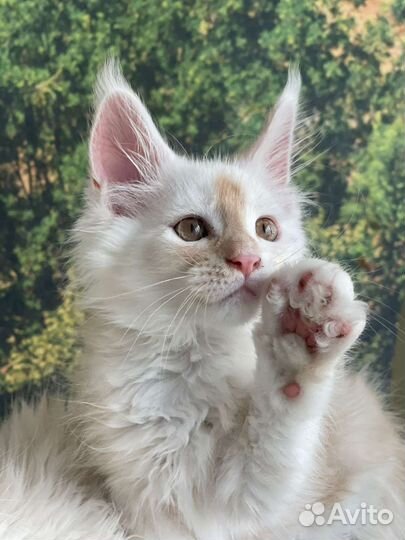 Котята мейн-кун 2 месяца