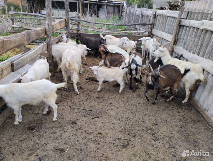 Стадо козы