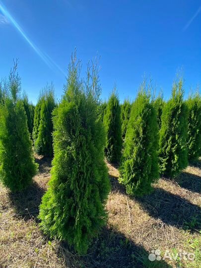 Туя Смарагд оптом из питомника