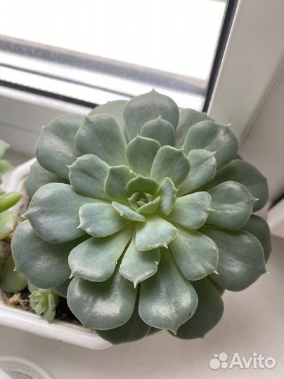 Эхеверия, суккуленты