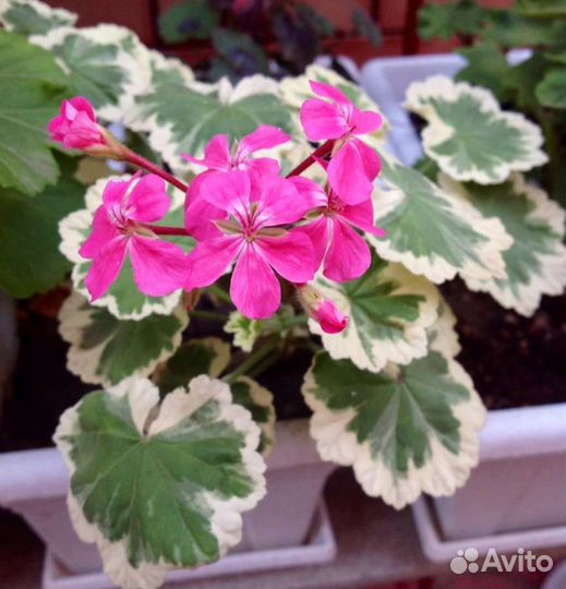Сортовые пеларгонии (герани)