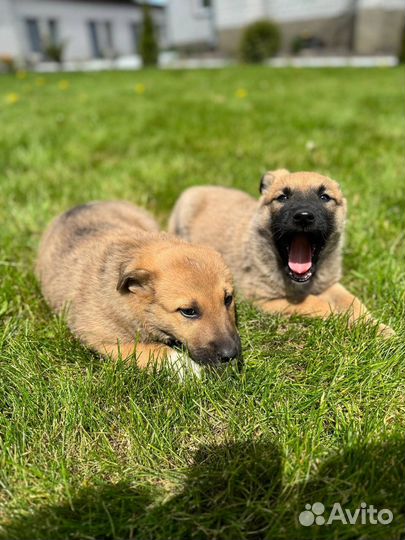 Собака в добрые руки отдам бесплатно