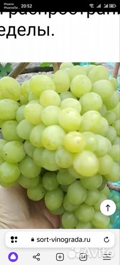 Черенки винограда