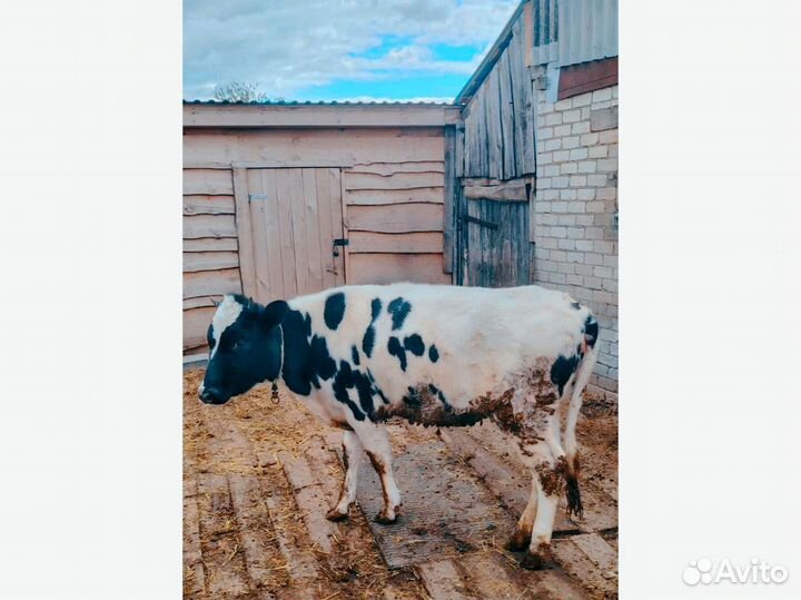 Телочка 1год