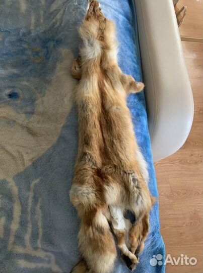 Шкурка лисы