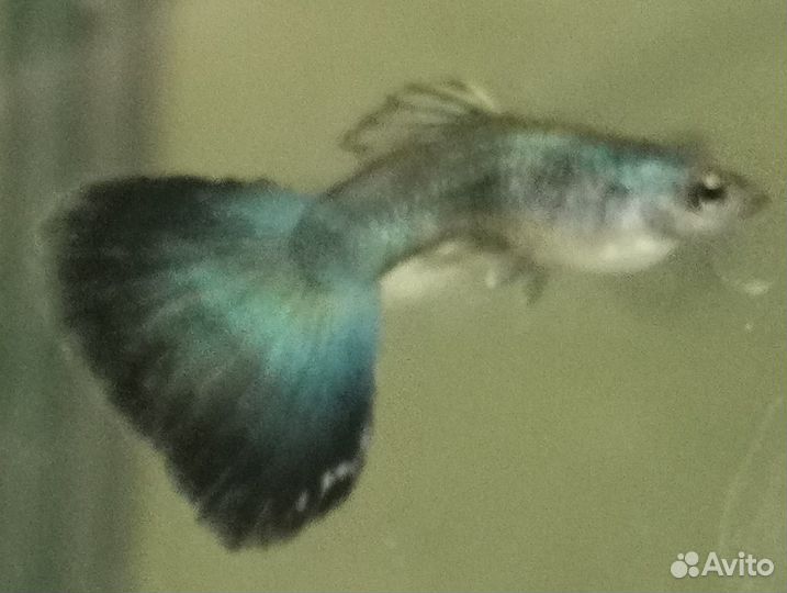 Лаборатория гуппи - чистые линии