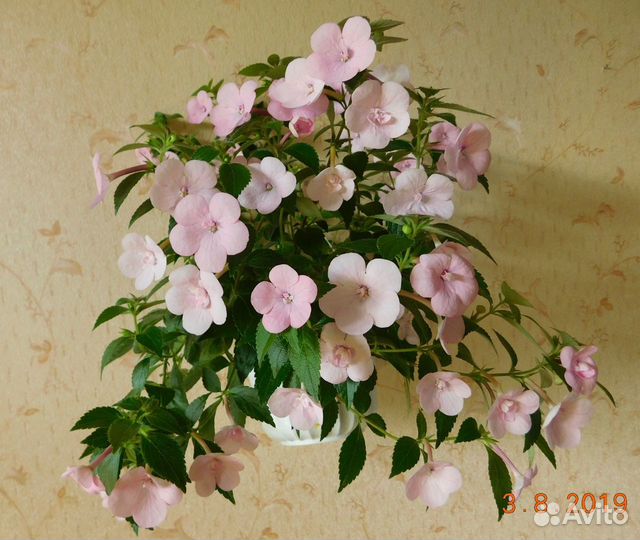 Ахименесы сортовые