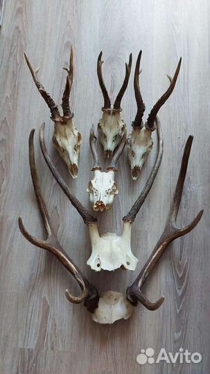 Рога оленя, косули, козла и череп