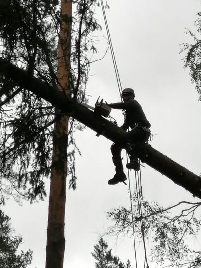 Спил деревьев валка деревьев