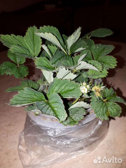 Клубника ремонтантная