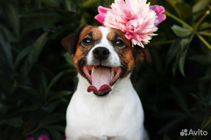 Вязка кобель Джек Рассел терьер