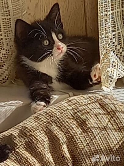 Кошки в добрые руки котята