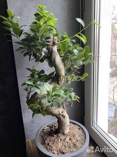 Фикус бонсай