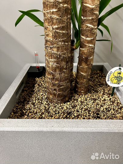 Юкка в кашпо lechuza h 180 см