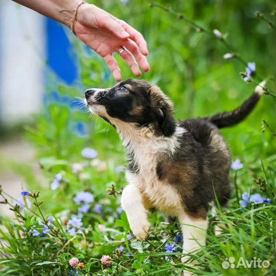 Собаки щенки бесплатно